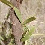 Boscia integrifolia Кора