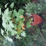 Pelargonium papilionaceum Habitatea