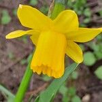 Narcissus cyclamineus Kwiat