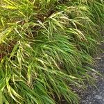 Hakonechloa macra Φύλλο