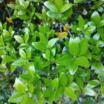 Phillyrea latifolia 葉
