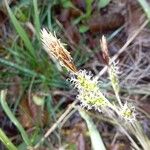Carex oshimensis Floro
