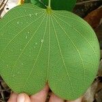 Bauhinia monandra 葉