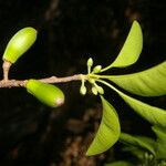 Sideroxylon stenospermum Owoc