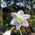 Eucharis amazonica Flower