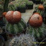Melocactus intortus خشب