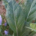 Mandragora autumnalis Leaf