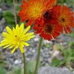 Pilosella officinarum Flower