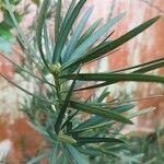Podocarpus macrophyllus 叶