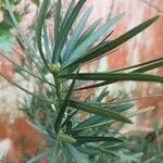 Podocarpus macrophyllus 葉