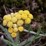 Helichrysum stoechasFiore