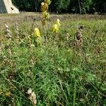 Aconitum anthora 整株植物