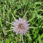 Tragopogon porrifolius 花