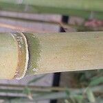 Phyllostachys bambusoides Bark