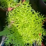 Sedum mexicanum Blad