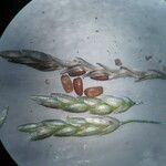Eragrostis orcuttiana Frukt