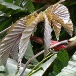 Cecropia insignis Flor