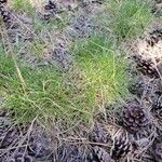 Festuca gautieri Leaf