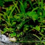 Phyllanthus caroliniensis Хабит