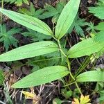 Maianthemum stellatum 葉