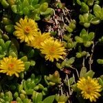 Delosperma nubigenum 花