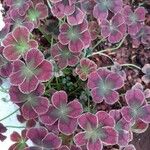 Oxalis purpurea Ліст