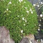 Saxifraga hypnoides List