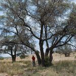 Quercus emoryi Habitat