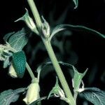 Sesamum trilobum Flower