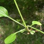 Valeriana montana অন্যান্য
