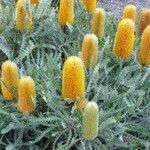 Banksia ashbyi Flower