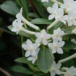 Rhododendron loranthiflorum Квітка