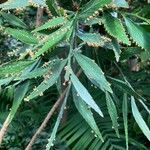 Phyllanthus arbuscula Φύλλο