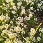 Lobularia maritimaFlower