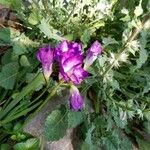 Freesia refracta Λουλούδι