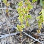 Crassula alata Hábito