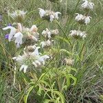 Monarda pectinata Virág