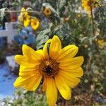 Tithonia tubaeformis Blatt