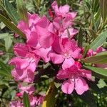 Nerium oleander Blomma