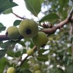 Malus baccata 果實