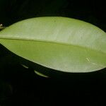 Eugenia herrerae Leaf