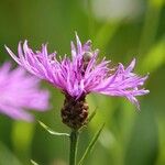 Centaurea decipiens Hábito