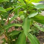 Costus guanaiensis Feuille