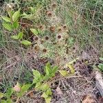Carlina vulgaris 形態