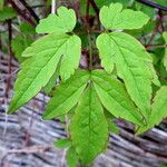 Clematis alpina Foglia