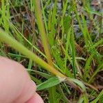 Glyceria fluitans Leaf