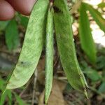 Abrus fruticulosus Leaf