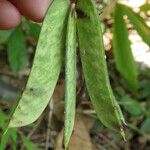 Abrus fruticulosus ഇല