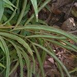Pteris cretica Habitus
