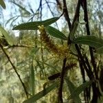 Salix humboldtiana Kvet